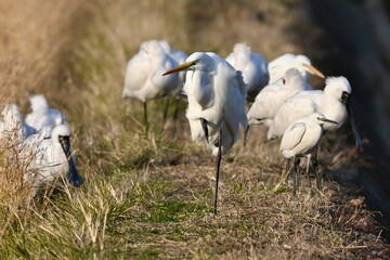 Obraz premium great blue heron ダイサギさんたち