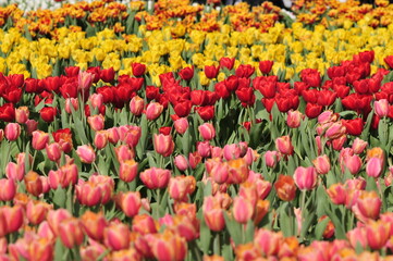 field of red tulips