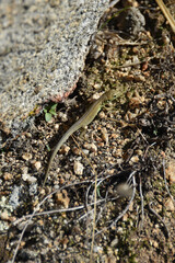 
Viviparous lizard Zootoca vivipara common scales gray brown bronze color sits on a stone summer autumn close-up macro animal nature fauna