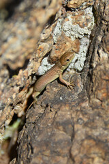 
Viviparous lizard Zootoca vivipara common scales gray brown bronze color sits on a stone summer autumn close-up macro animal nature fauna