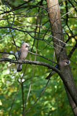 Two jays on a tree Eurasian Jay Garrulus glandarius A small songbird Corvidae family Pinkish-brown plumage Blue spot on the wing Close-up macro Animal nature Fauna