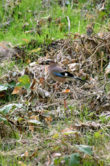 Obraz premium Eurasian Jay Garrulus glandarius is a small songbird of the corvid family with pinkish-brown plumage and a blue spot on the wing Close-up macro of the animal Nature fauna