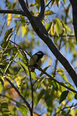Great tit Parus major songbird bright yellow belly with black stripe down the center blue-black head white cheeks green back close-up macro animal nature fauna