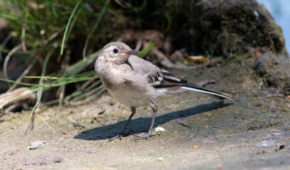 a small bird