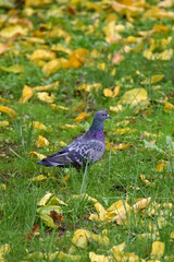 Rock pigeon Columba livia domesticated bird in an urban environment park autumn close-up macro animal nature fauna
