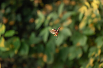 Hirschkäfer schwebt in den Bäumen der Voralb beim Sonnenuntergang.