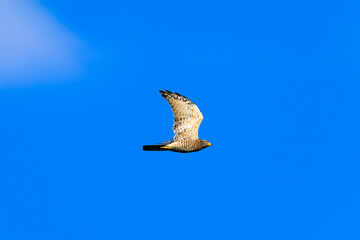 サシバ成鳥の飛翔