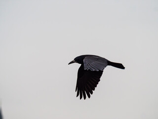 crow in flight