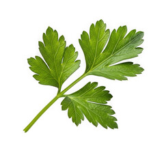 Fresh herb leaf isolated on transparent background