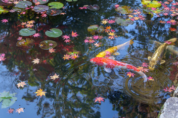 A tranquil, top-down view of colorful Koi swimming among green lilly pads and floating autumn maple leaves, creating soft ripples on the surface of the clear dark water.