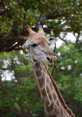 Obraz premium A giraffe in a nature reserve in Africa