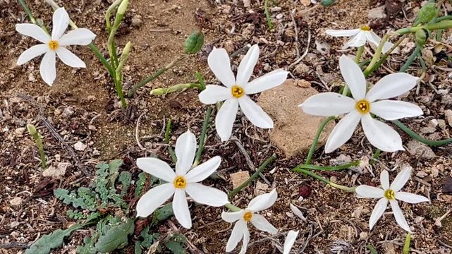 Delicate white Romulea flowers with small golden centers emerge across dry textured soil, their star-shaped petals forming a gentle pattern that contrasts fragile natural beauty with rugged ground
