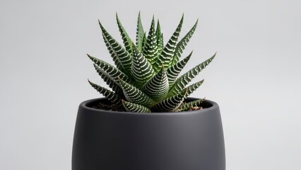 a vibrant green and white striped succulent plant in a sleek dark gray pot, set against a clean, minimalist white background.