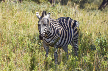 Obraz premium A zebra in a national park in Africa