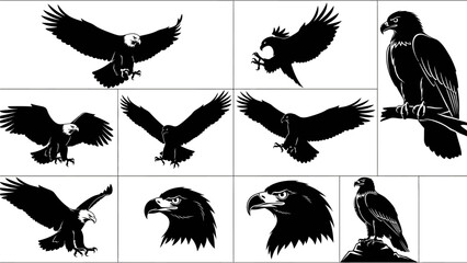 Collection of eagle bird silhouettes in various poses such as flying, soaring, and perched. Vector graphic set of a powerful bird of prey