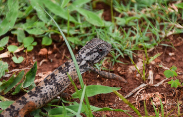 A chameleon crawls on the ground
