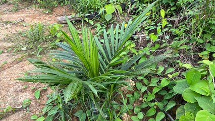 A close-up view of a newly planted palm seedling with fresh young leaves and moist soil, capturing the early growth stage in a tropical plantation.