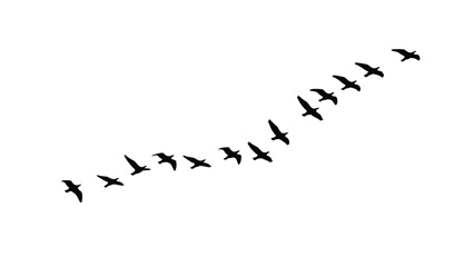 Flock of birds flying in v formation against white background