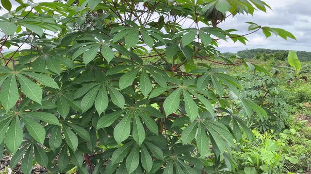 A close-up view of lush cassava leaves with vibrant green color and detailed leaf patterns, capturing fresh tropical foliage in natural outdoor light.