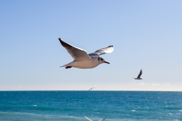 A seagull flies above a sea