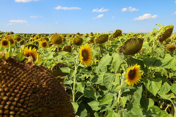 a field of ripening sunflowers under a summer sky with light clouds
