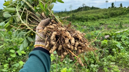 Hand holding freshly uprooted peanut plants with roots and pods, captured in a lush green farmland during harvest season.