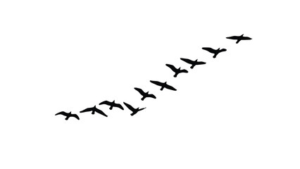 Flock of birds flying in formation against white background