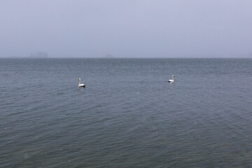 Two elegant swans gracefully glide across a calm, misty lake, surrounded by tranquil waters and a soft, hazy atmosphere, creating a serene natural scene