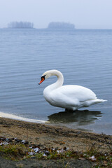 Elegant white swan gracefully wading in calm waters near the shore, surrounded by autumn foliage and a tranquil landscape, reflecting nature's beauty and serenity
