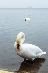Elegant white swan gracefully wading in calm waters near the shore, surrounded by autumn foliage and a tranquil landscape, reflecting nature's beauty and serenity