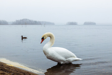 Fototapeta premium Elegant white swan gracefully wading in calm waters near the shore, surrounded by autumn foliage and a tranquil landscape, reflecting nature's beauty and serenity