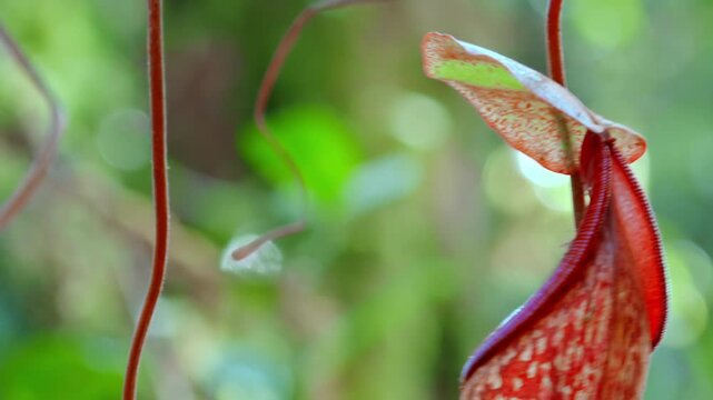 Nepenthes pitcher flower or monkey cup surrounded by thick green moss and slightly swaying in wind. Beautiful exotic carnivorous plant growing in Malaysian tropical rainforest. Camera zoom out
