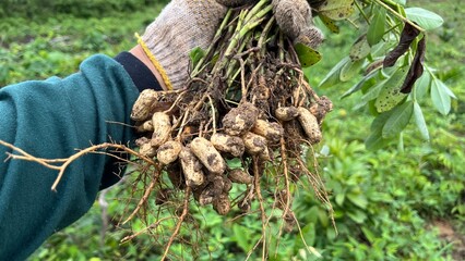 Hand holding freshly uprooted peanut plants with roots and pods, captured in a lush green farmland during harvest season.