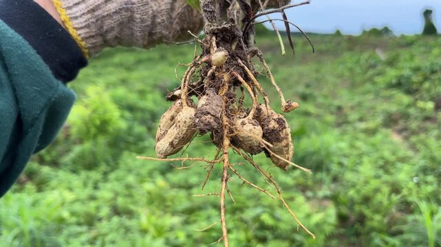 Hand holding freshly uprooted peanut plants with roots and pods, captured in a lush green farmland during harvest season.