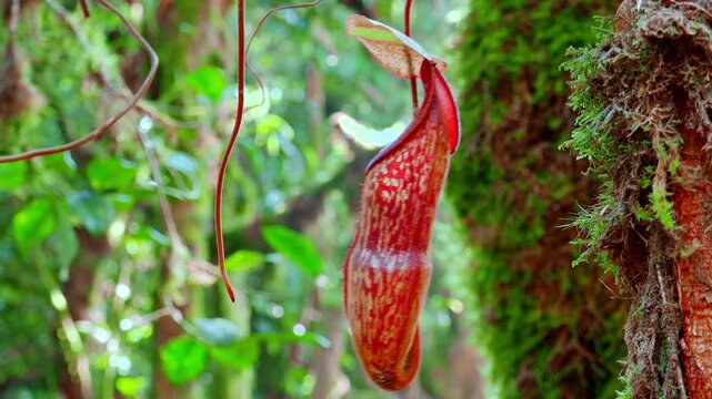 Nepenthes pitcher flower or monkey cup surrounded by thick green moss and  slightly swaying in wind. Beautiful exotic carnivorous plant growing in  Malaysian tropical rainforest. Camera zoom out