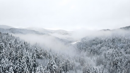 Silent Misty Evergreen Valley
