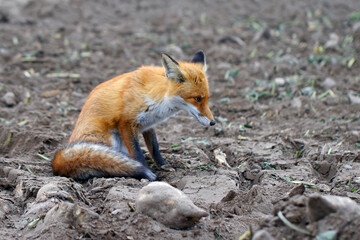 Red fox, Vulpes vulpes with beautiful winter fur in rural areas in late fall.