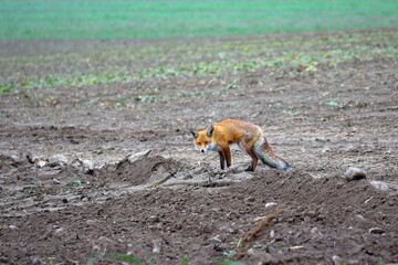 Obraz premium Red fox, Vulpes vulpes with beautiful winter fur in rural areas in late fall.
