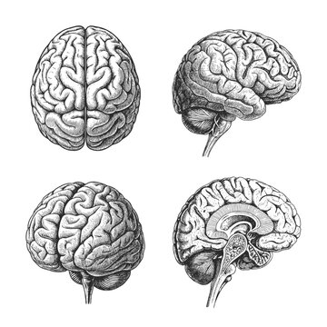 Vintage engraved set of human brain illustrations in different anatomical views, detailed medical etching for science, education and healthcare design.