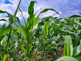 corn field with blue sky background