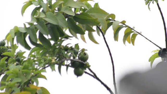 Green Guava Fruit Hanging on a Tropical Tree Branch with Lush Leaves and Bright Sky Background in a Garden