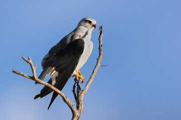 Black-shouldered Kite (Blouvalkie) (Elanus caeruleus) on the edge of the Pan near Halali in the Etosha National Park, Namibia