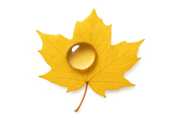 Yellow maple leaf with clear water drop on surface, symbolizing autumn season and changing nature, isolated