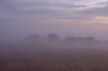 暁霧の彼方に浮かび上がる葦原