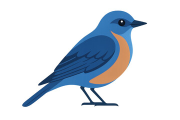Obraz premium Bluebird vector illustration standing, displaying blue feathers and an orange chest on a transparent background