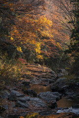 Obraz premium 紅葉と岩肌が彩る嵐山渓谷を静かに流れる槻川