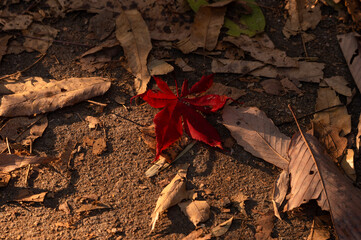 晩秋の木漏れ日に照らされるモミジと落ち葉