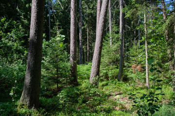 Dense mixed forest with lush understory and natural vegetation in summer light