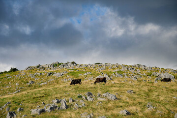 Grazing cattle on a karst grassland under dramatic clouds