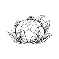 Cabbage Illustration Vegetable Line Art Hand Drawn Cabbage Vector